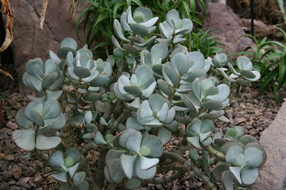 Chinese Jade (Crassula arborescens)
