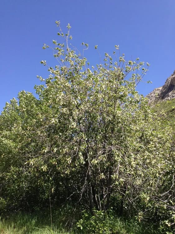 Choke Cherry (Prunus virginiana)