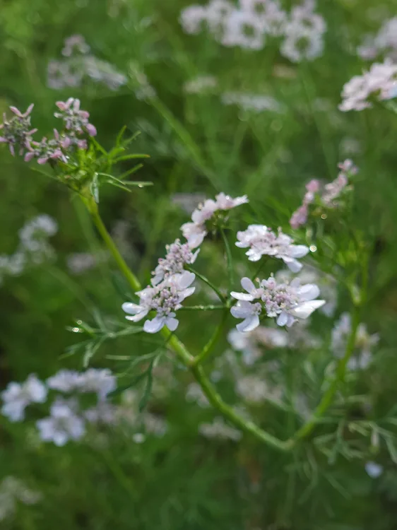 Cilantro (Coriandrum sativum)