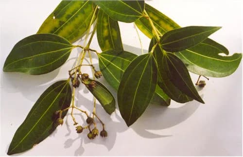 Cinnamon (Cinnamomum zeylanicum)