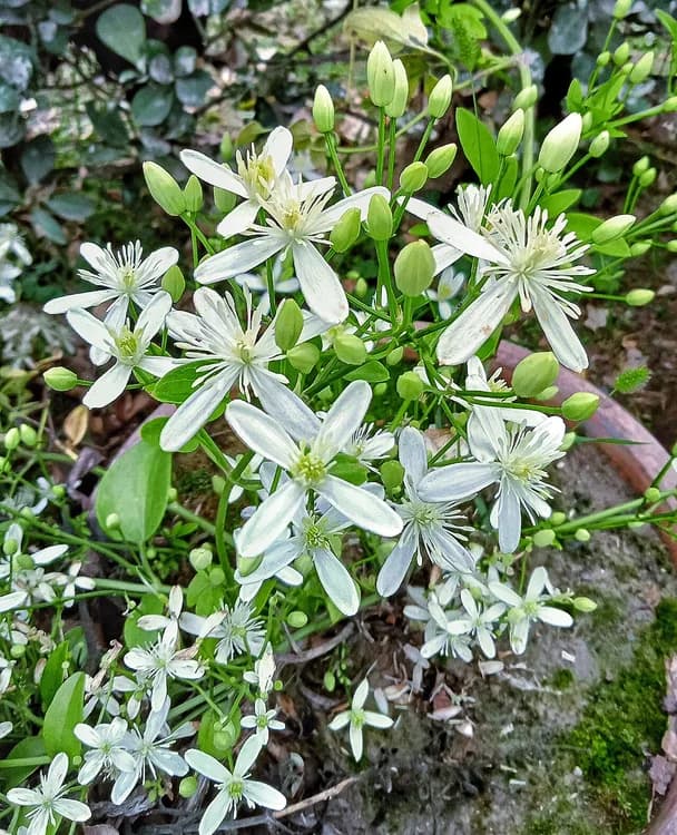 Clematis (Clematis spp.)