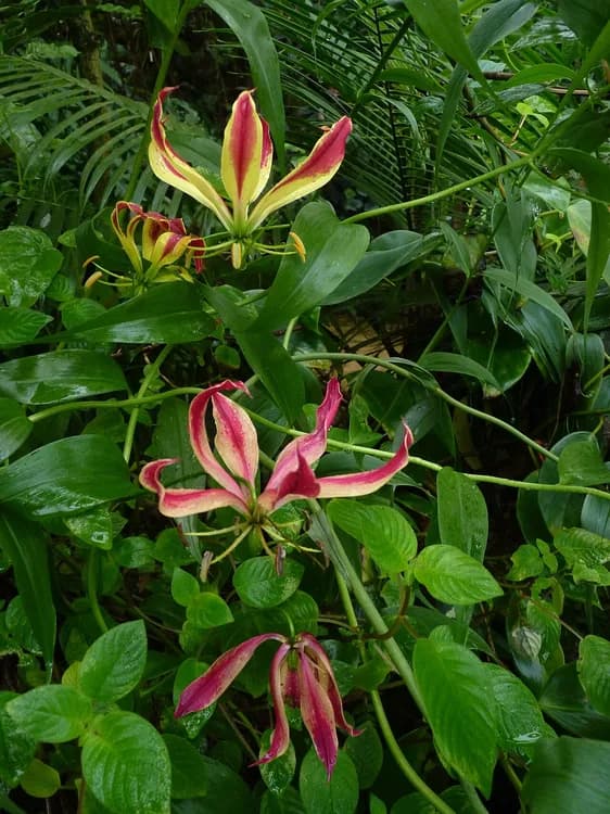 Climbing Lily (Gloriosa superba)