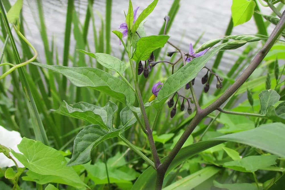 Climbing Nightshade (Solanum dulcamara)