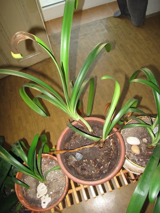 Clivia Lily (Clivia spp.)