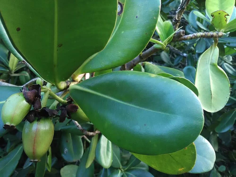 Clusia Rosea (Clusia major)