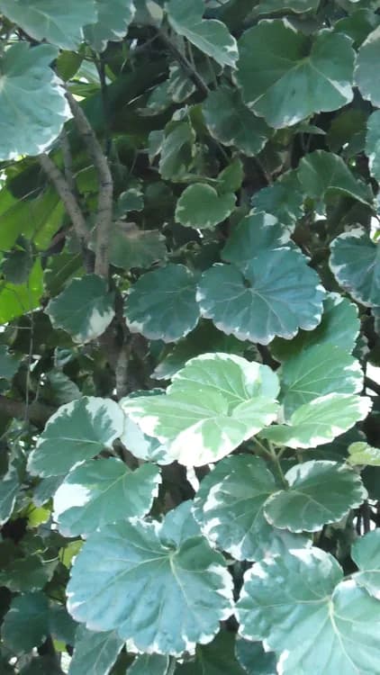 Coffee Tree (Polyscias guilfoylei)