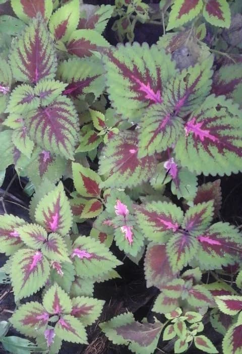 Coleus (Coleus ampoinicus)