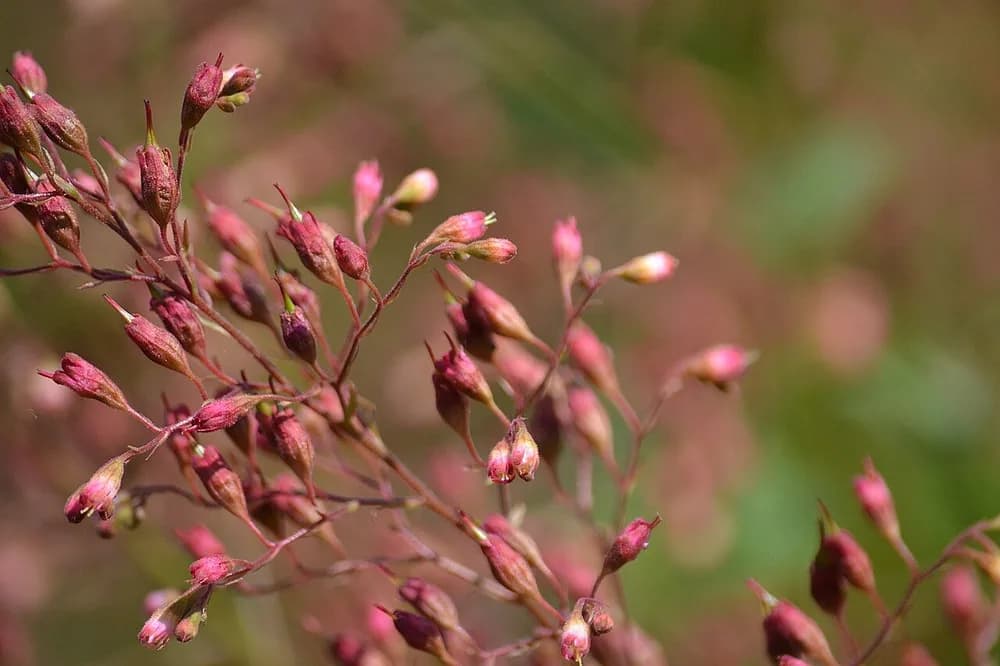 Coral Bells (Heuchera sanguinea)