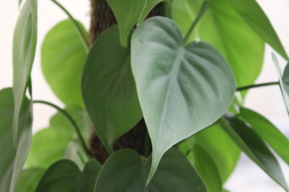 Cordatum (Philodendron oxycardium)