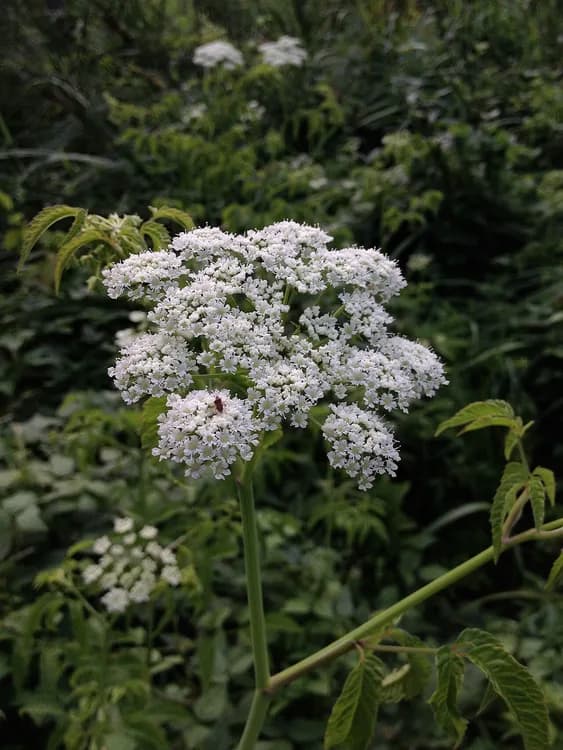 Cowbane (Cicuta species)