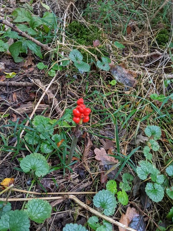 Cuckoo-pint (Arum maculatum)