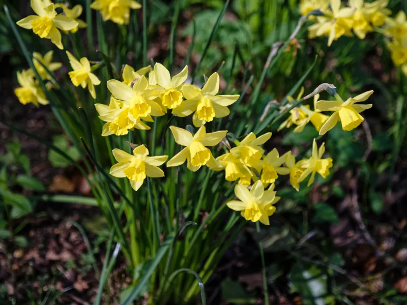 Daffodil (Narcissus spp)