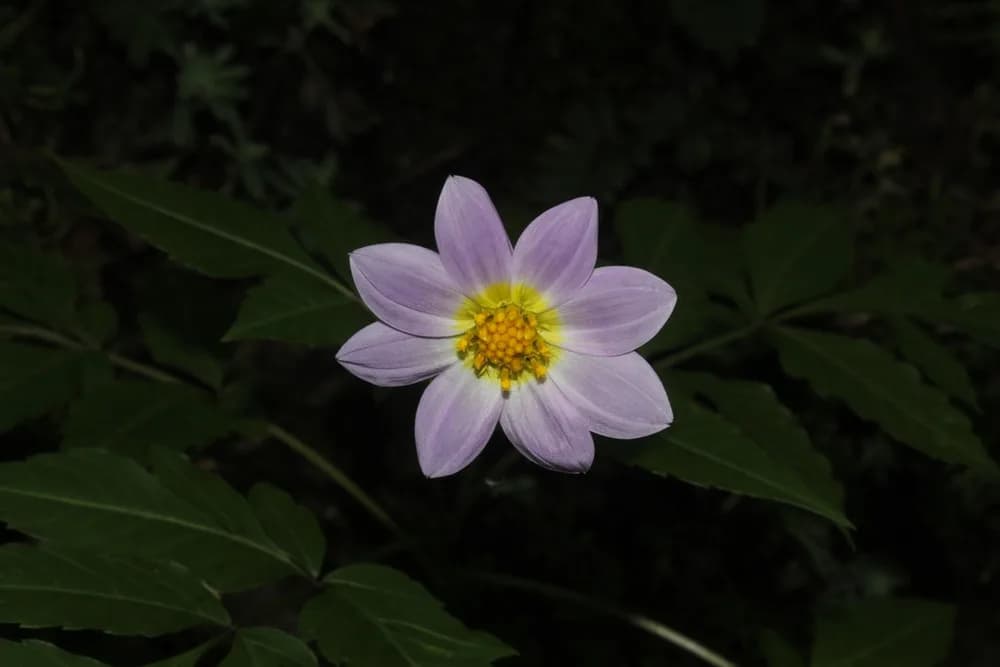 Dahlia (Dahlia species)