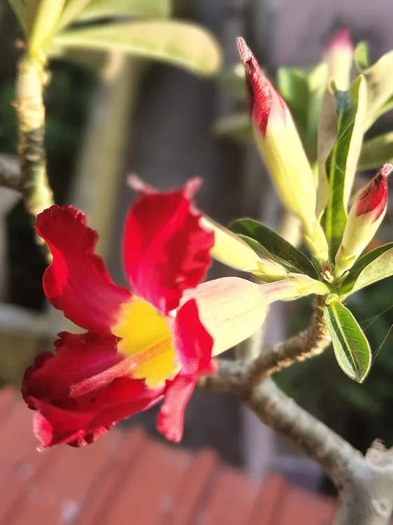 Desert Rose (Adenium obesum)