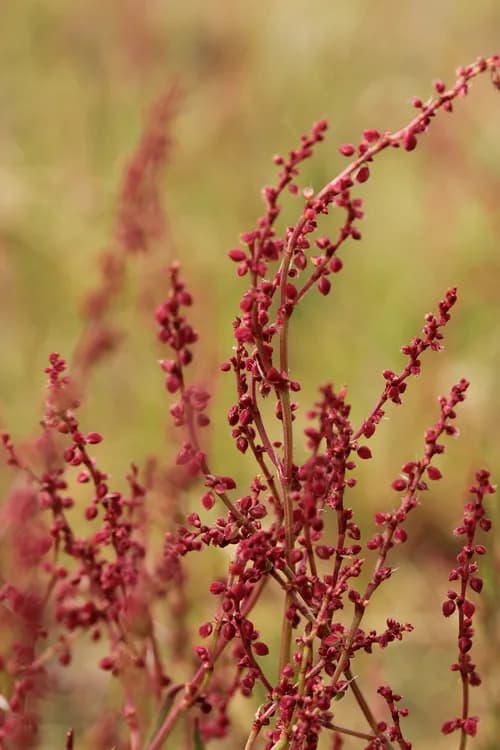 Dock (Rumex sp.)