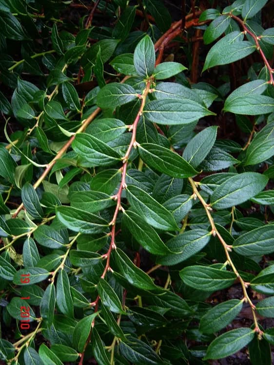 Dog Hobble (Leucothoe sp.)