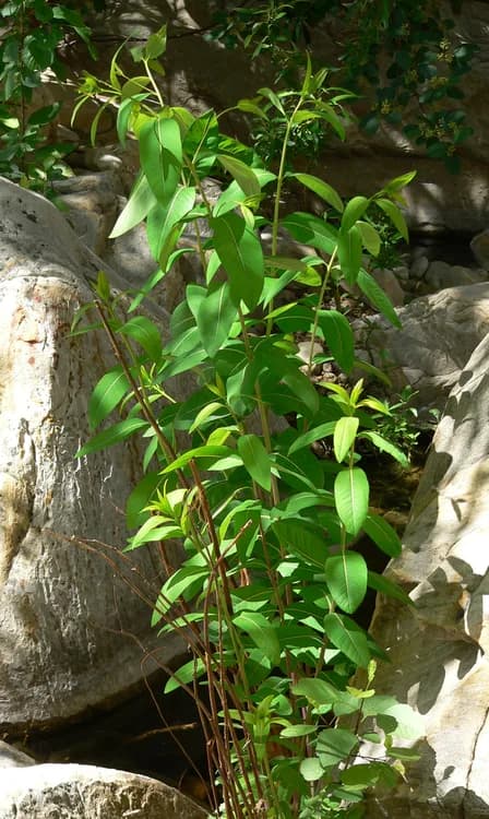 Dogbane Hemp (Apocynum spp.)