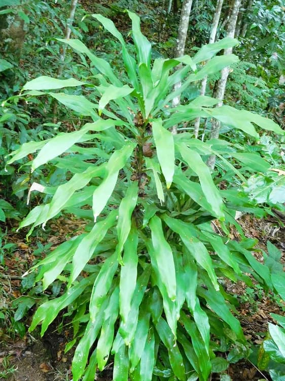 Dracaena (Dracaena spp.)