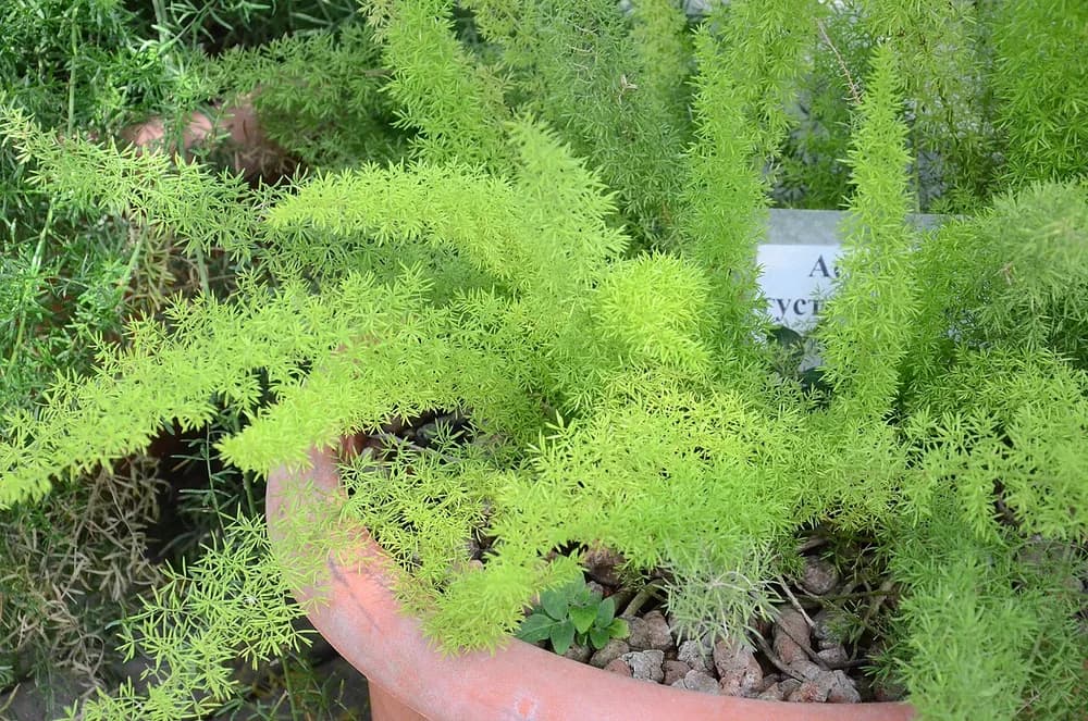 Emerald Feather (Asparagus densiflorus)