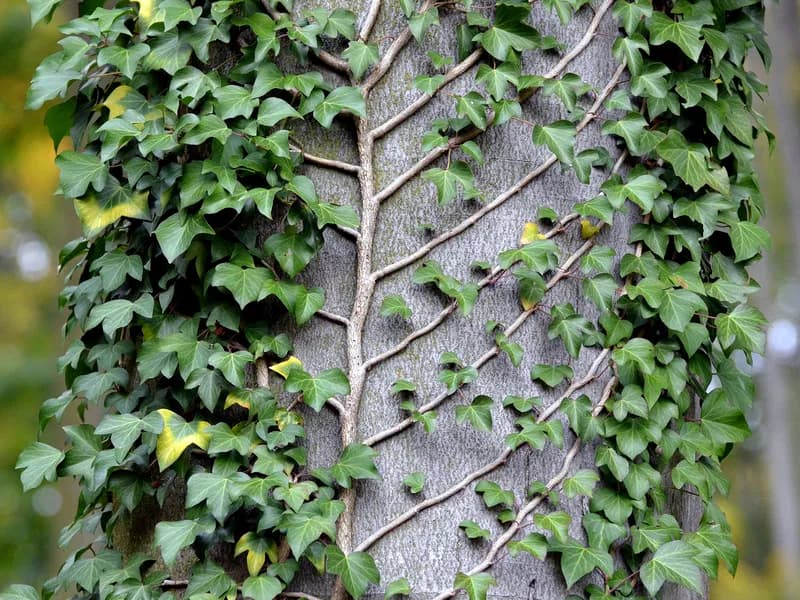 English Ivy (Hedera helix)
