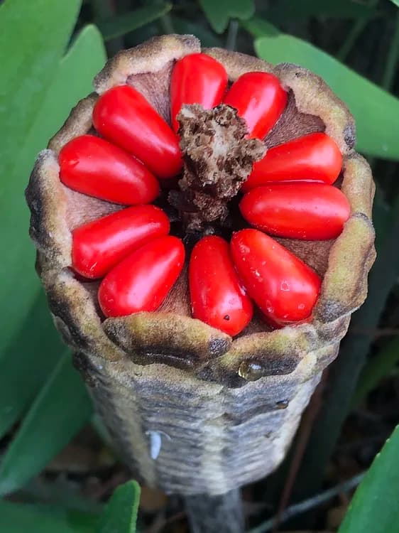 Fern Palm (Zamia spp.)