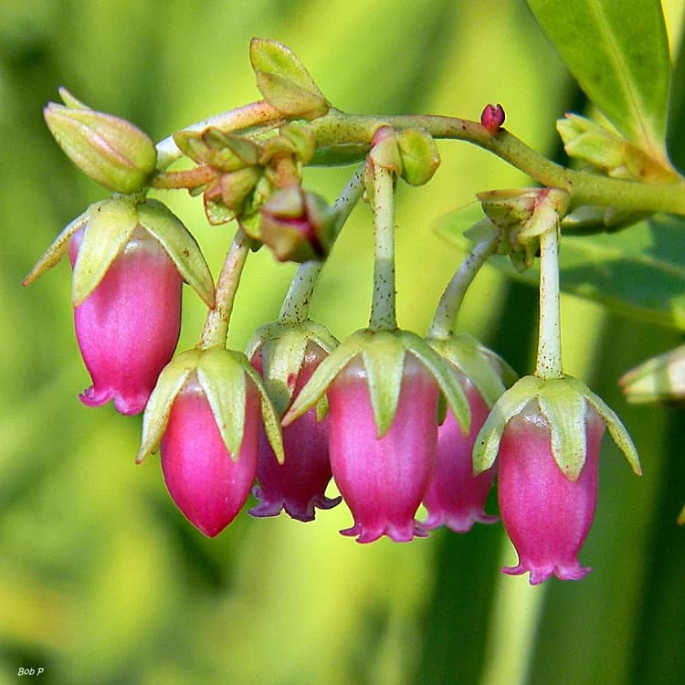 Fetterbush (Lyonia spp.)