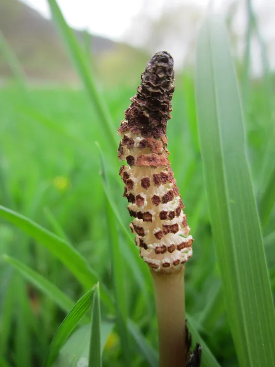 Field Horsetail (Equisetum arvense)