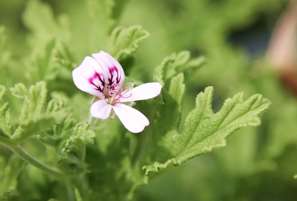 Geranium (Pelargonium species)
