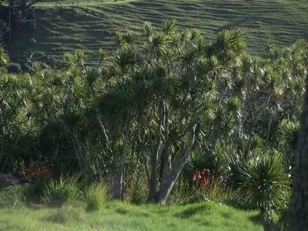 Giant Dracaena (Cordyline australis)