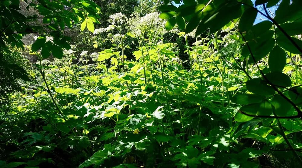 Giant Hogweed (Heracleum maximum)
