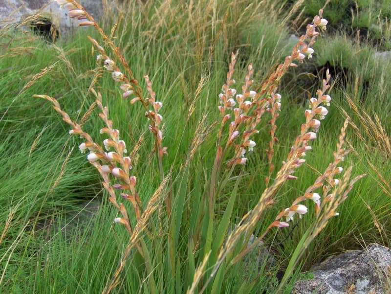 Gladiola (Gladiolus species)