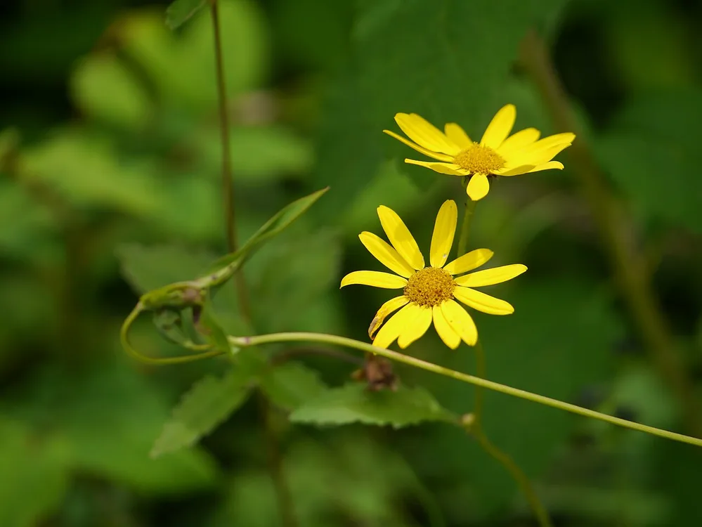 Groundsel (Senecio species)