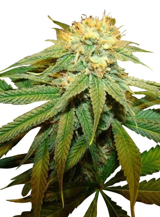 Hashish (Cannabis sativa)
