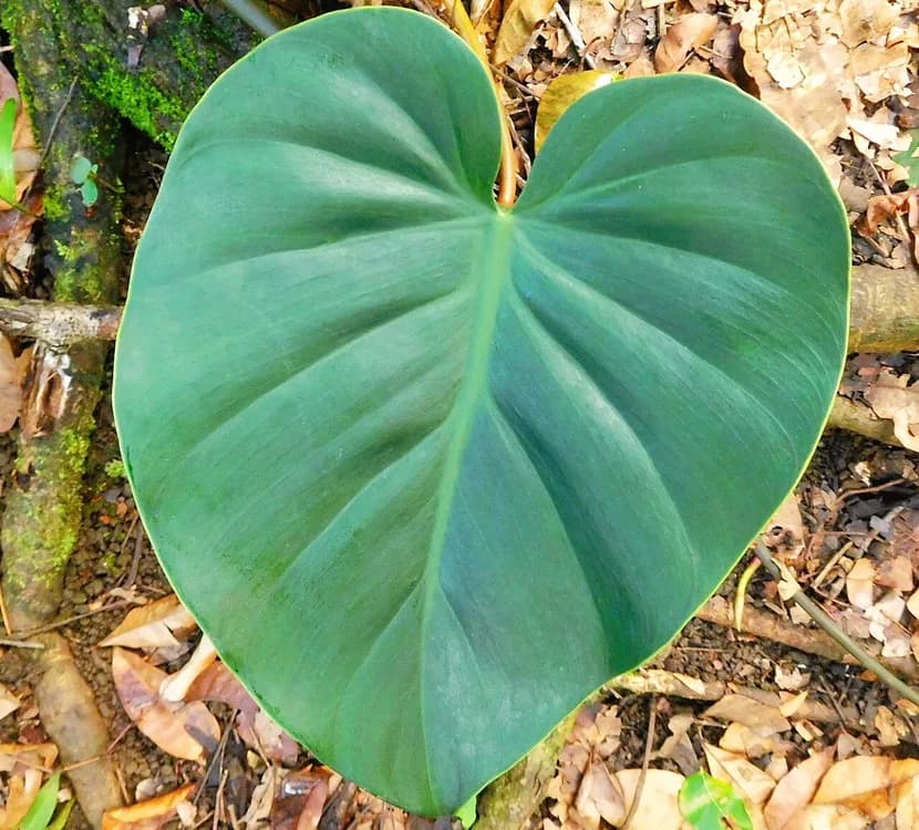 Heartleaf Philodendron (Philodendron hederaceum)