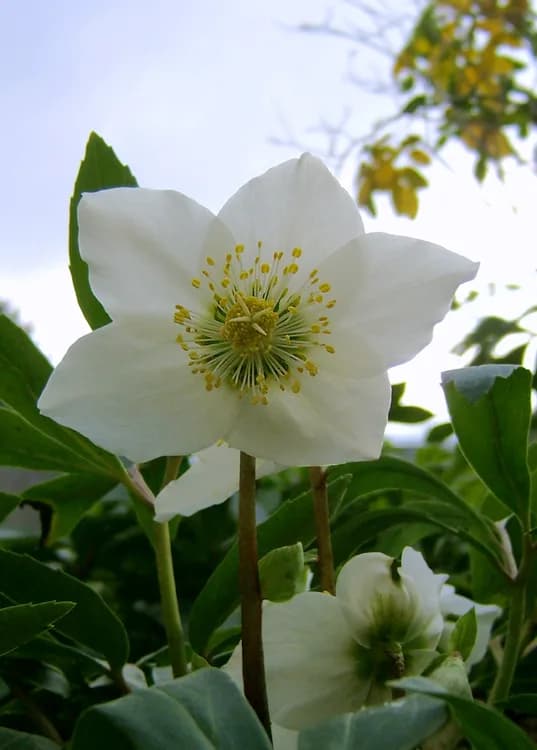 Hellebore (Helleborus niger)
