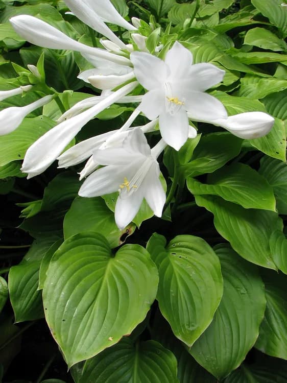 Hosta (Hosta plataginea)