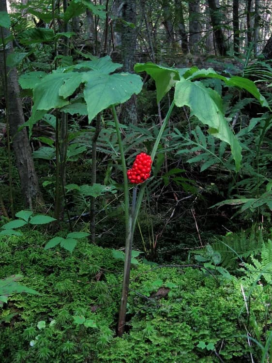 Jack-in-the-pulpit (Arisaema triphyllum)