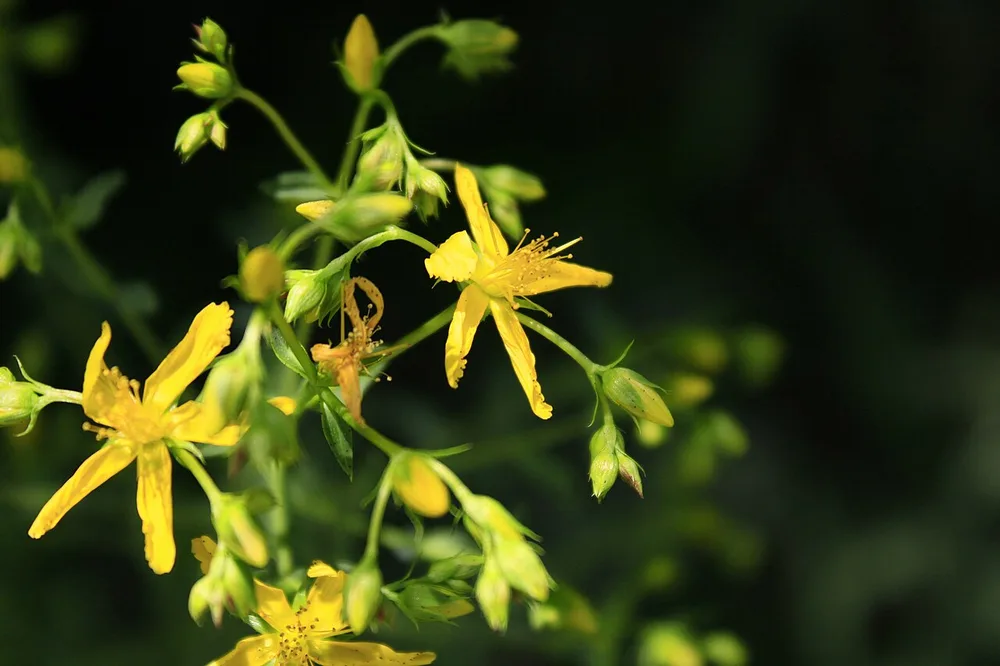 Klamath Weed (Hypericum perforatum)