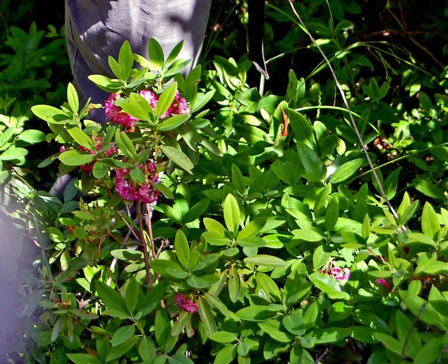 Lambkill (Kalmia augustifolia)