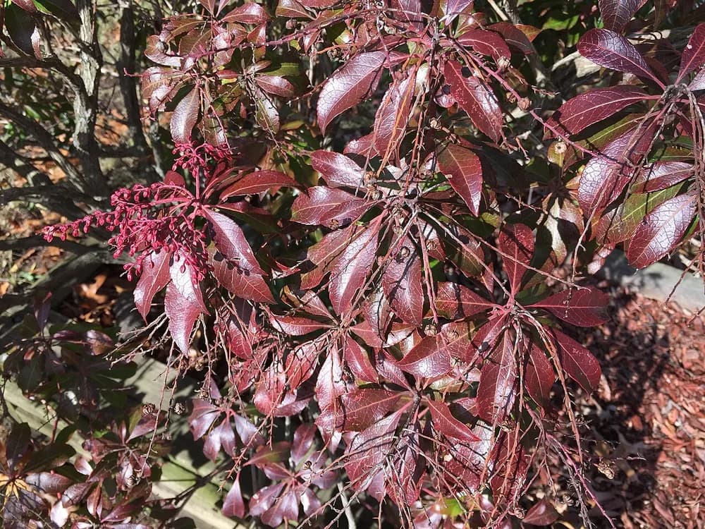 Lily-of-the-Valley Bush (Pieris japonica)