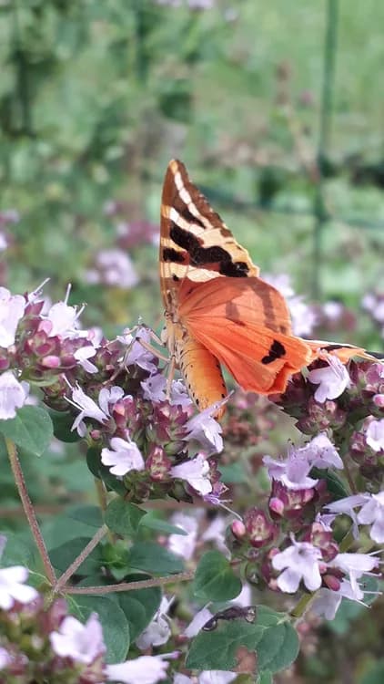 Marjoram (Origanum majorana)