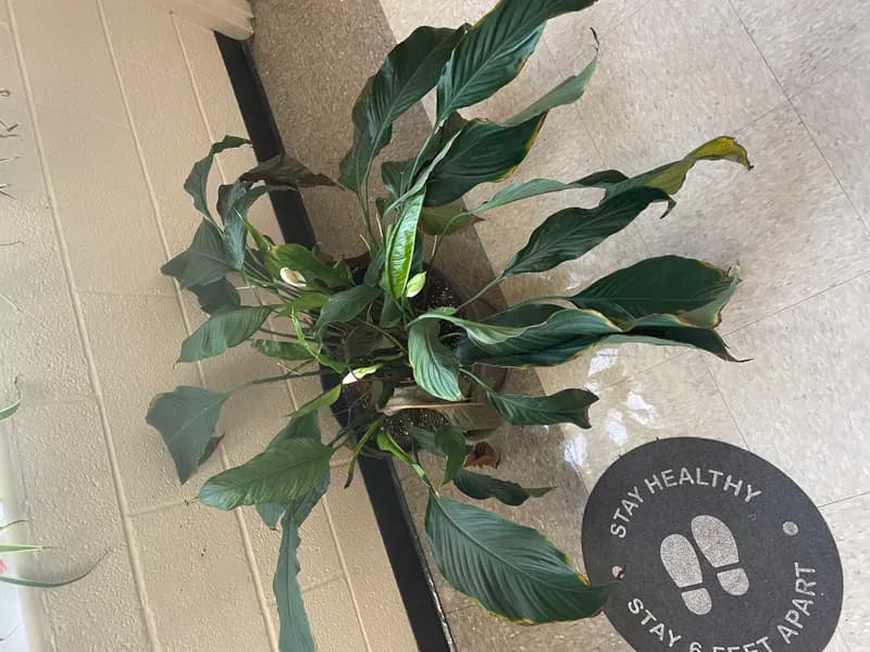 Mauna Loa Peace Lily (Spathiphyllum)
