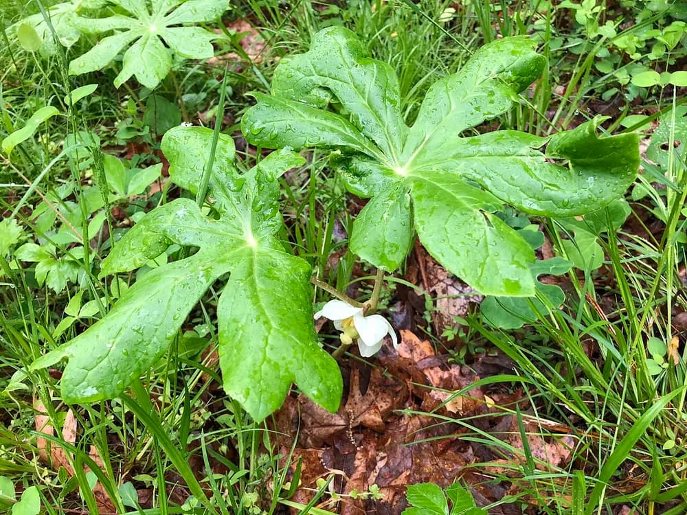 Mayapple (Podophyllum peltatum)