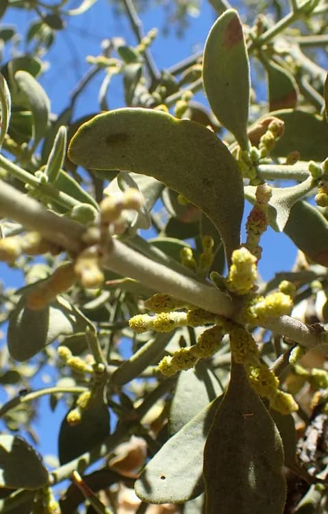 Mistletoe "American" (Phoradendron flavescens)