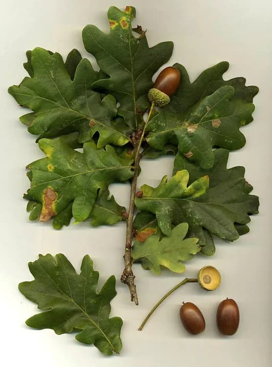 Oak (Quercus species)