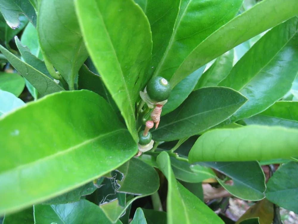 Orange (Citrus sinensis)