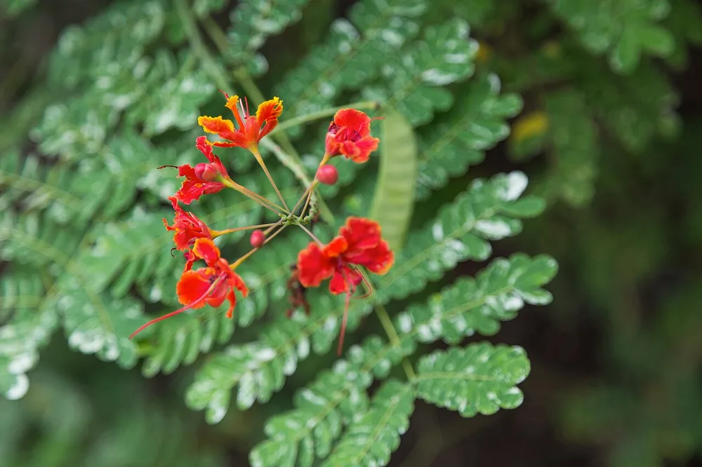 Peacock Flower (Caesalpinia pulcherrima)