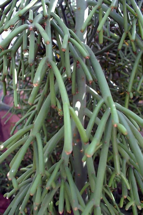 Pencil Cactus (Euphorbia tirucalli)