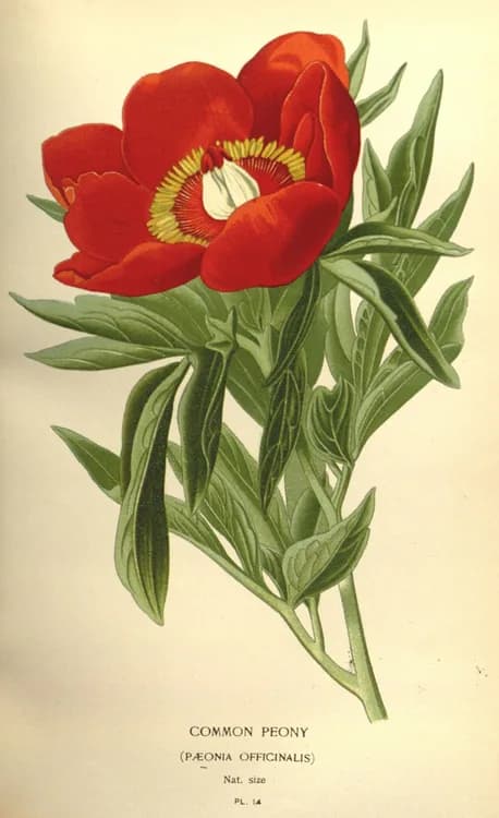Peony (Paeonis officinalis)