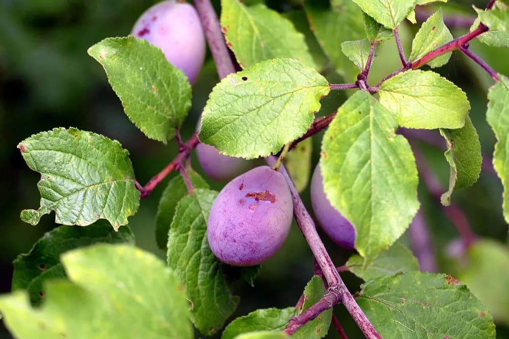 Plum (Prunus domestica)